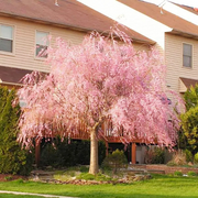 Cherry Seeds, Dwarf Weeping Purple Pink