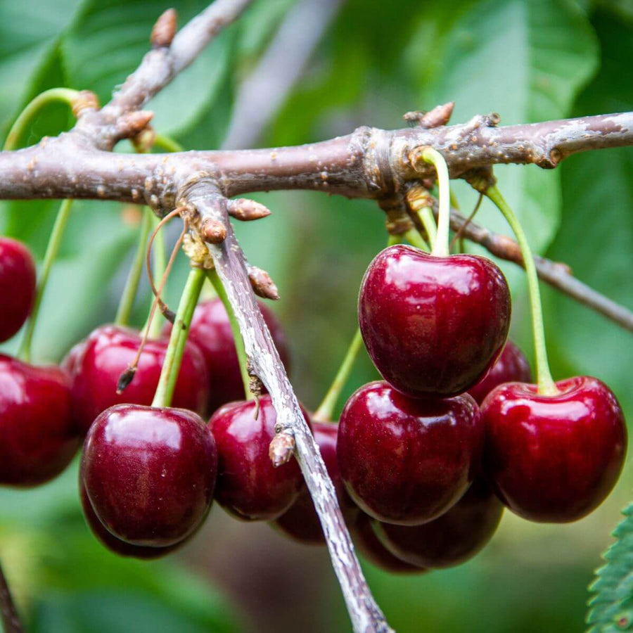 Lapins Cherry Seeds