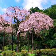 Weeping Higan Cherry Seeds
