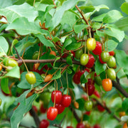 Cherry Silverberry Seeds