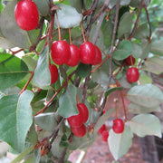 Cherry Silverberry Seeds