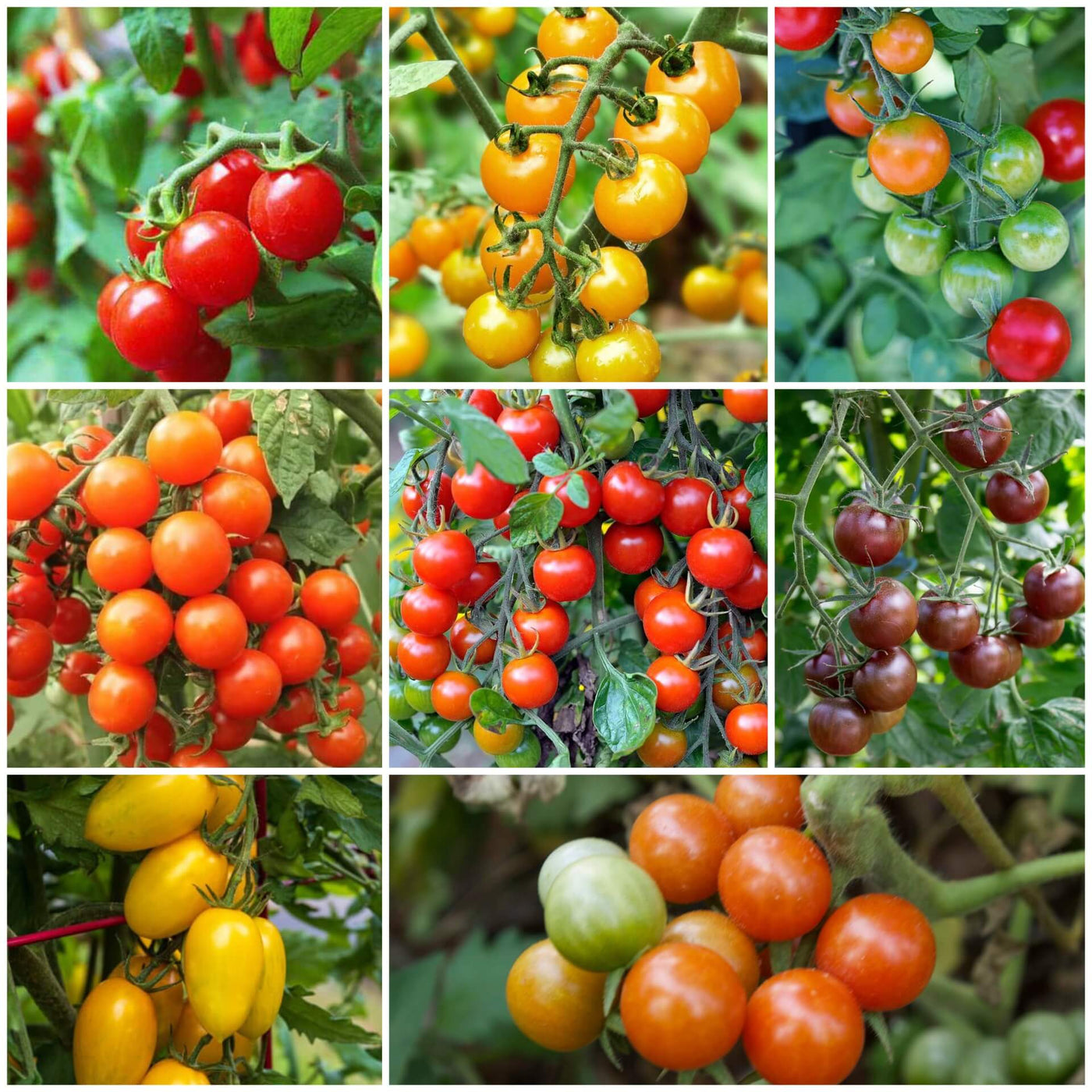 Cherry Tomato Seeds - All In One For Home Gardens