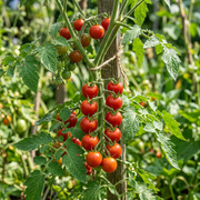 Tomato Seeds – Solanum lycopersicum