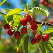 Cherry Tree Seeds – Prunus avium