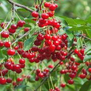 Cherry Tree Seeds – Prunus avium