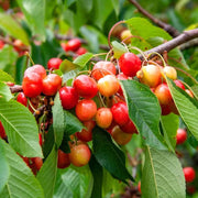 Cherry Tree Seeds – Prunus avium