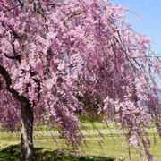 Weeping Higan Cherry Seeds