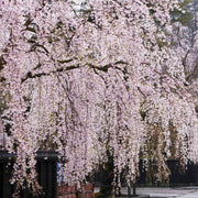 Weeping Higan Cherry Seeds