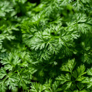 Curled Chervil Seeds, Herbal