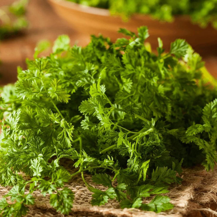 Curled Chervil Seeds, Herbal