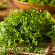 Curled Chervil Seeds, Herbal