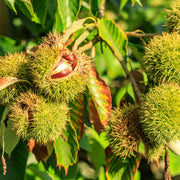 Chestnut Seeds - Herbal Plant for Home Gardens Seeds