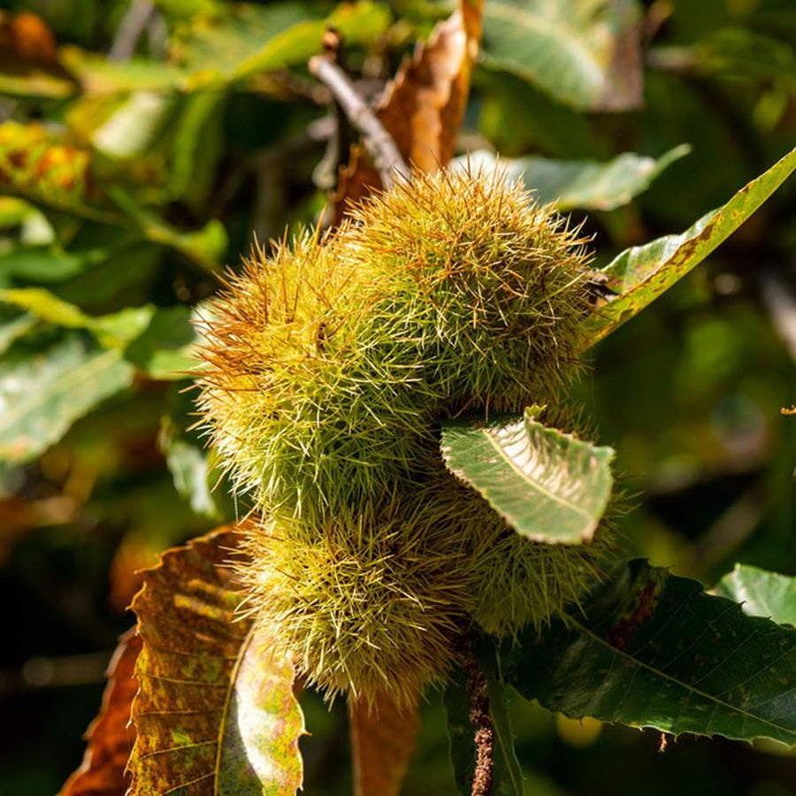 Chestnut Seeds - Herbal Plant for Home Gardens Seeds