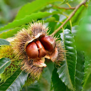 Chestnut Seeds - Herbal Plant for Home Gardens Seeds