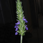 Salvia hispanica Chia Seeds, Herbal