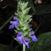 Salvia hispanica Chia Seeds, Herbal