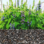 Nutritious Chia Seeds, Herbal