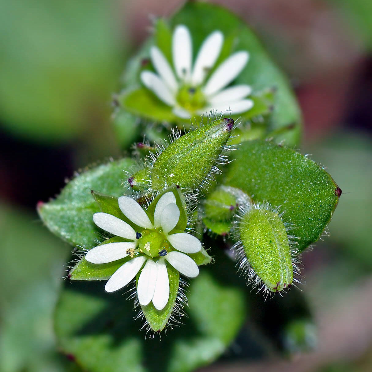 Stellaria media Chickweed Seeds