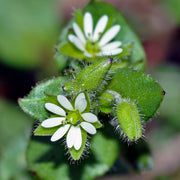 Stellaria media Chickweed Seeds