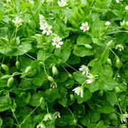 Stellaria media Chickweed Seeds