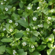 Stellaria media Chickweed Seeds