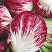 Italian Grumolo Bionda Chicory Seeds