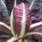 Italian Grumolo Bionda Chicory Seeds