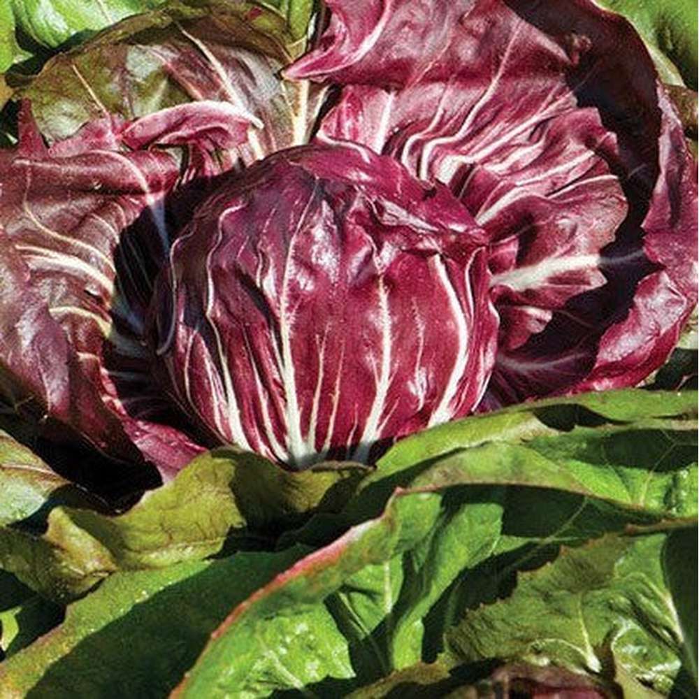 Italian Grumolo Bionda Chicory Seeds