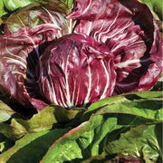 Italian Grumolo Bionda Chicory Seeds