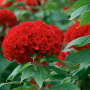 Cockscomb Seeds – Celosia cristata