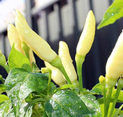 Light Yellow Chili Seeds