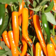 Orange Chili Seeds