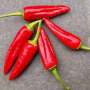 Apache Chili Pepper Seeds
