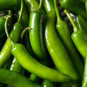 Capsicum annuum Chili Pepper Seeds