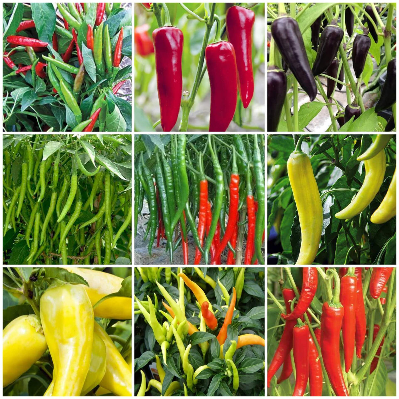 Chili Pepper Seeds - All In One For Home Gardens