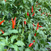 Chili Pepper Seeds - All In One For Home Gardens