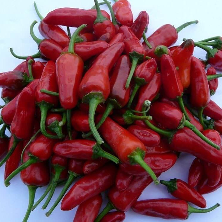 Apache Chili Pepper Seeds