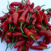 Apache Chili Pepper Seeds