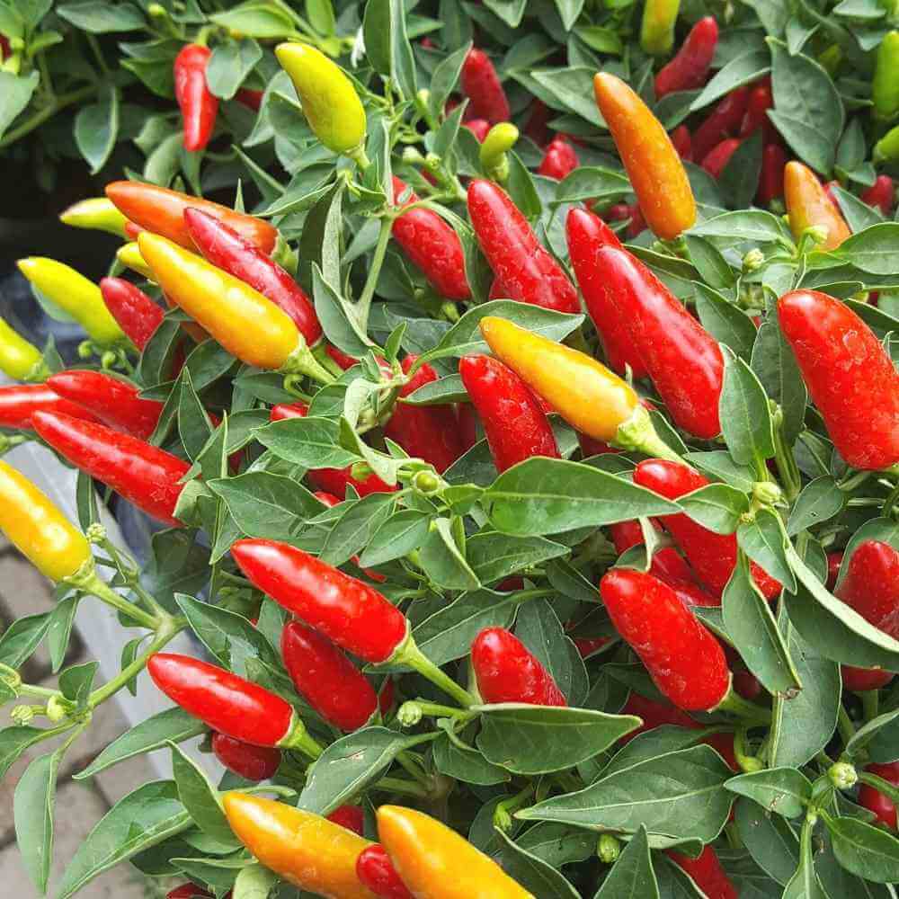 Mixed Chili Pepper Seeds