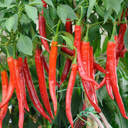 Mixed Chili Pepper Seeds