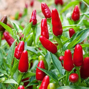 Mixed Chili Pepper Seeds