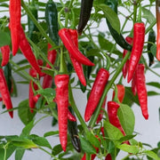 Apache Chili Pepper Seeds
