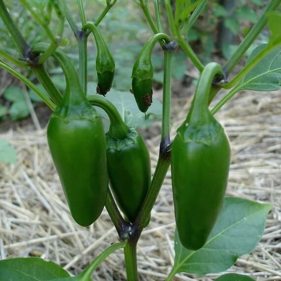 Capsicum annuum Chili Pepper Seeds