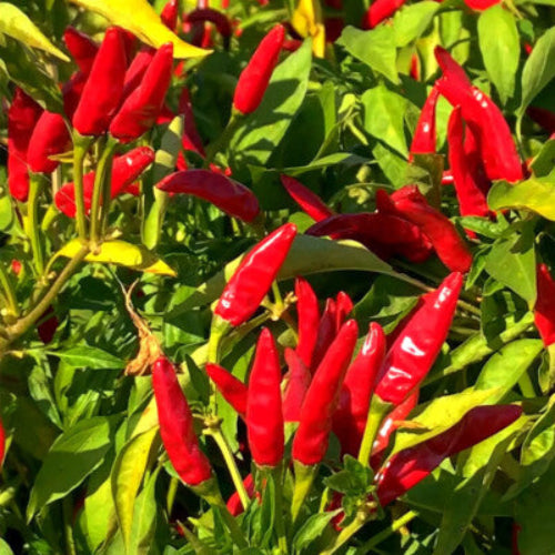 Thai Bird's Eye Chili Pepper Seeds