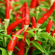 Thai Bird's Eye Chili Pepper Seeds