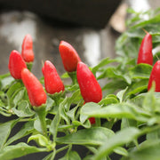 Thai Bird's Eye Chili Pepper Seeds