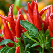 Thai Dragon Chili Pepper Seeds
