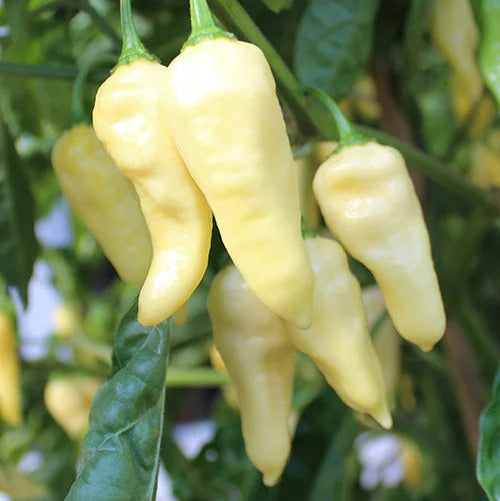 Light Yellow Chili Seeds