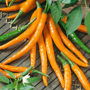 Orange Chili Seeds