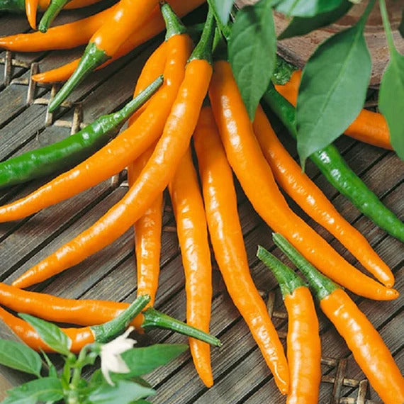 Orange Chili Seeds
